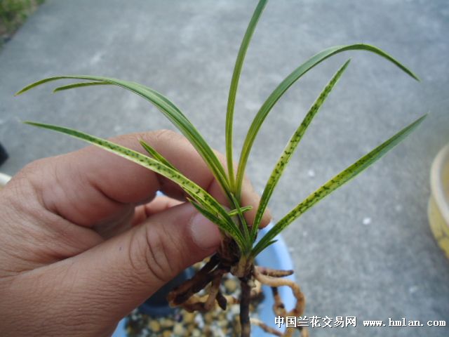 孩子缺硒要怎么补（缺补孩子硒要吃多久）-硒宝网