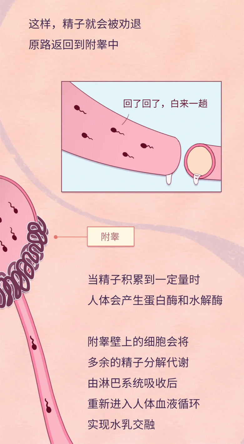 锌硒备孕期补多少（备孕要补锌硒生男孩吗）-硒宝网