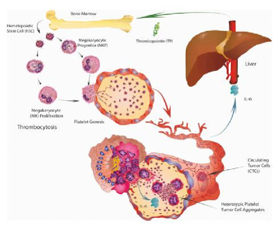 青少年补硒的作用(青少年缺硒有哪些症状)-硒宝网