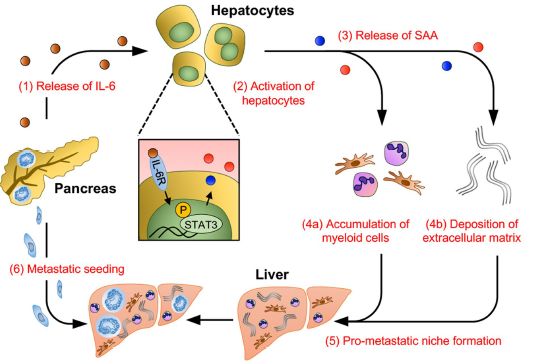 青少年补硒的作用(青少年缺硒有哪些症状)-硒宝网