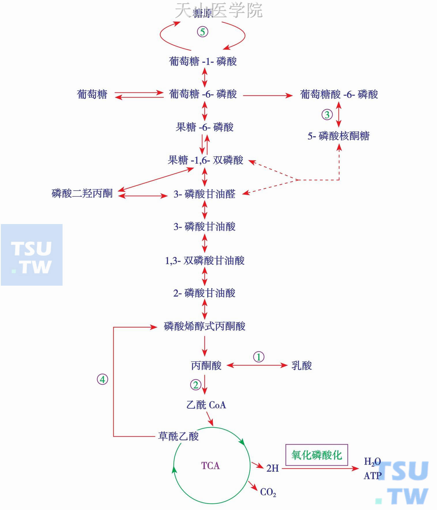 青少年补硒的作用(青少年缺硒有哪些症状)-硒宝网