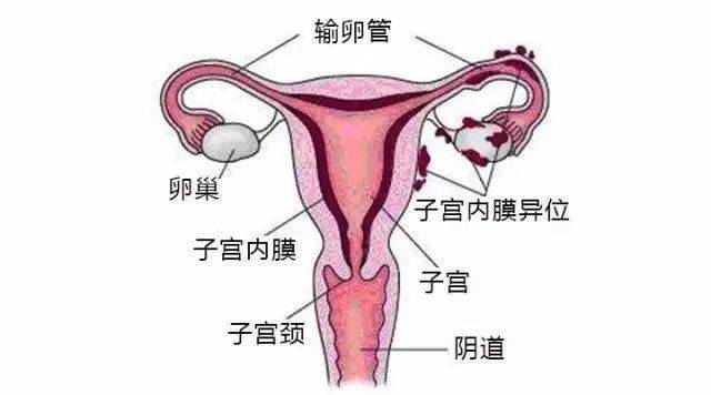 补硒治疗癌前病变（癌前病变可以补硒吗）-硒宝网