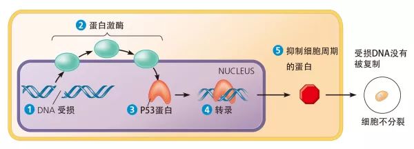 补硒会预防肠癌吗(吃硒能预防癌症吗)-硒宝网