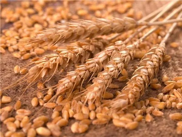 补硒会预防肠癌吗(吃硒能预防癌症吗)-硒宝网