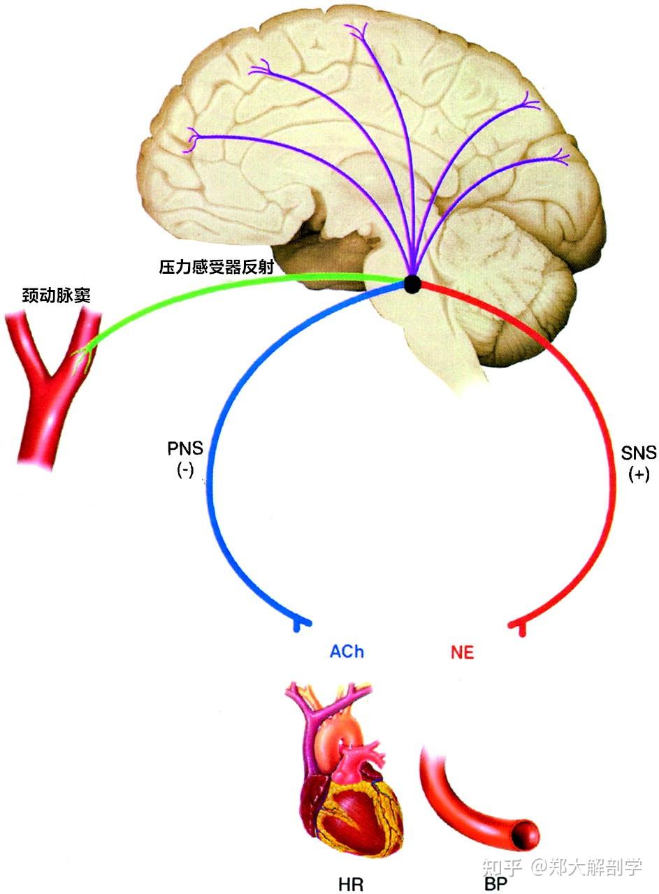 8岁孩子补硒行吗(孩子补硒有什么好处)-硒宝网