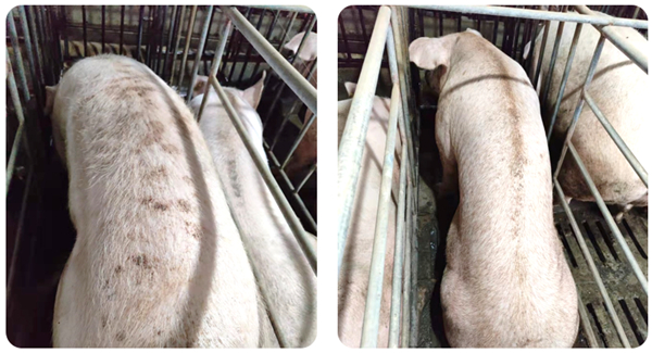 母猪产后要补硒吗(产后母猪补硒要多长时间)-硒宝网