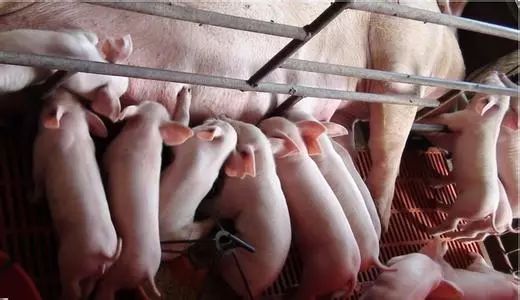 新生仔猪怎么补硒（仔猪补硒用什么药）-硒宝网