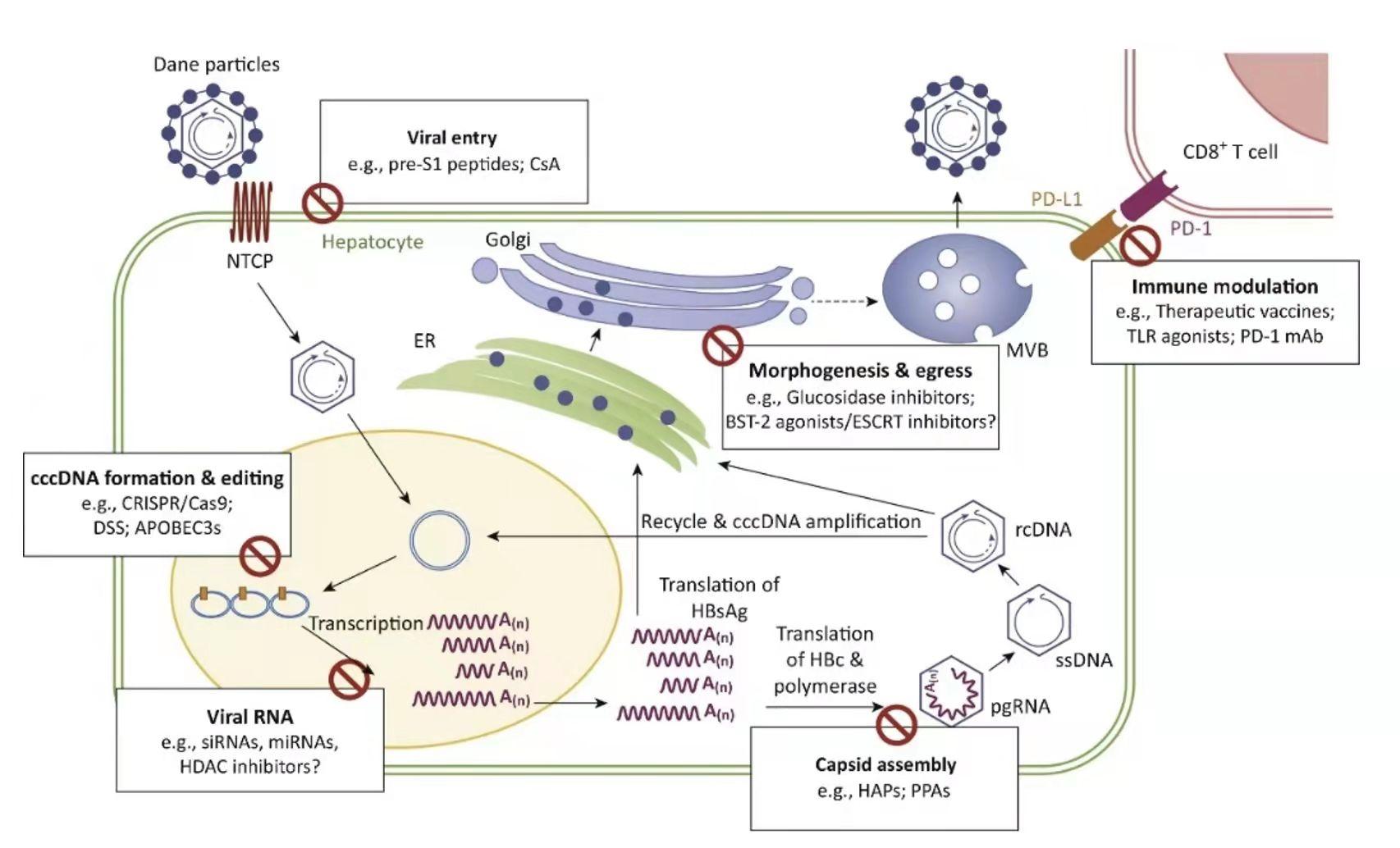 慢性肝炎补硒好吗(慢性补肝炎好硒片吗)-硒宝网
