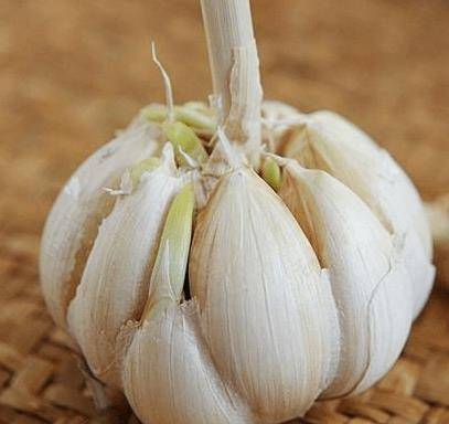 发芽的大蒜补硒么(大蒜发芽补硒效果好吗)-硒宝网