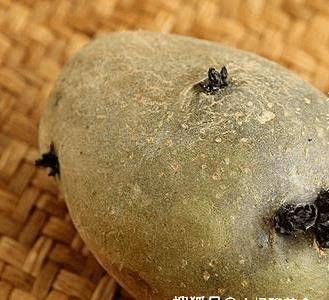 发芽的大蒜补硒么(大蒜发芽补硒效果好吗)-硒宝网