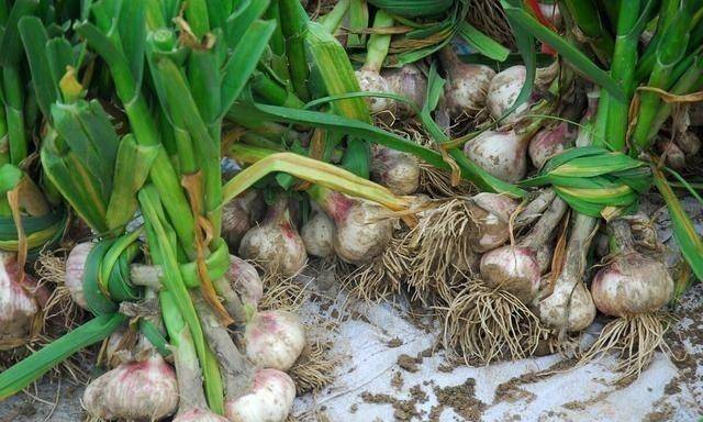 发芽的大蒜补硒么(大蒜发芽补硒效果好吗)-硒宝网