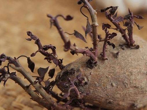 发芽的大蒜补硒么(大蒜发芽补硒效果好吗)-硒宝网