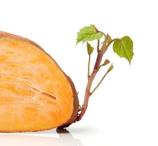 发芽的大蒜补硒么(大蒜发芽补硒效果好吗)-硒宝网