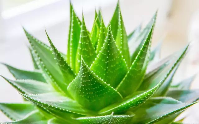 指甲软可以补硒吗（硒过量指甲）-硒宝网