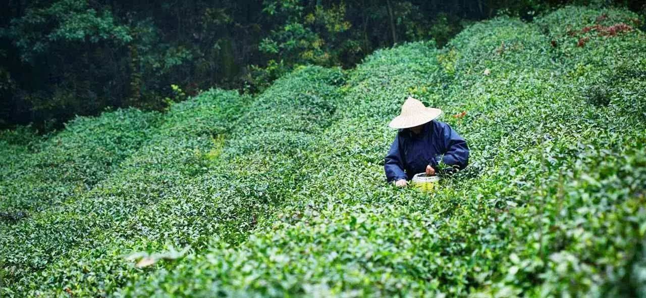 补硒吃什么中成药（补硒的药物发胖吗）-硒宝网