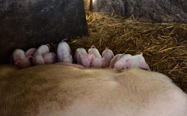 仔猪补硒是几日龄(仔猪补硒八天可以吗)-硒宝网