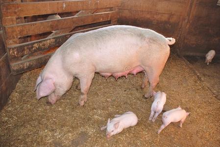 仔猪补硒是几日龄(仔猪补硒八天可以吗)-硒宝网