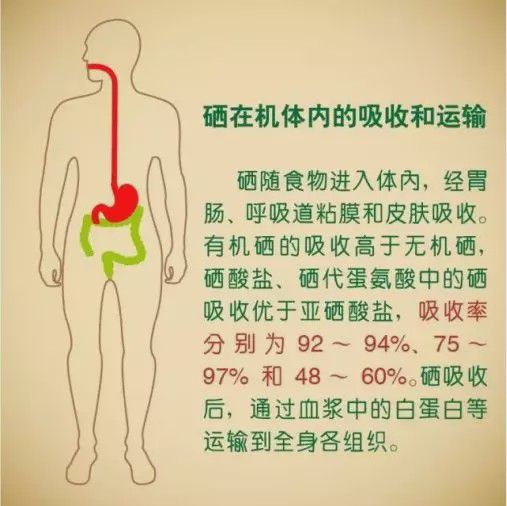 补硒为什么有反应（硒反应症）-硒宝网