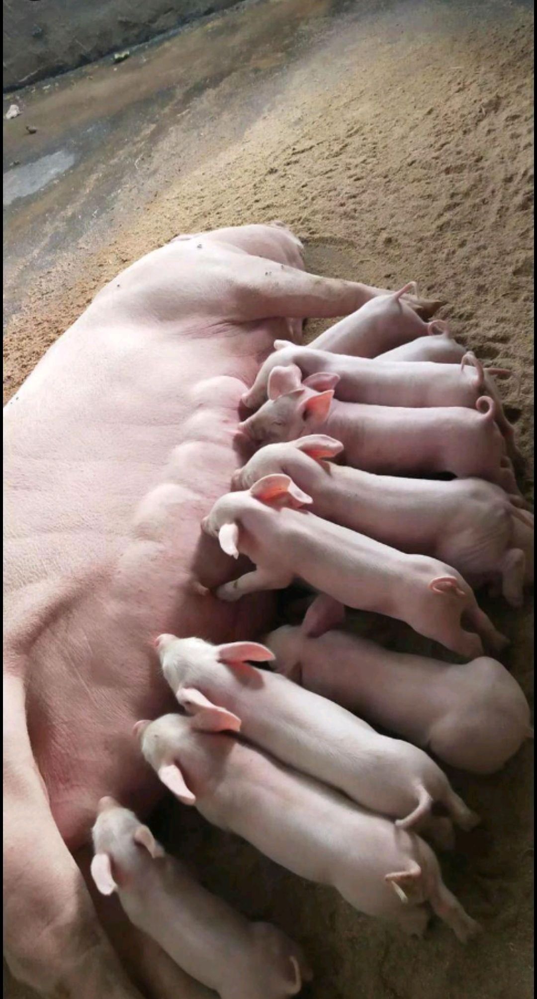 仔猪补硒是几日龄(小猪补硒多少毫升)-硒宝网