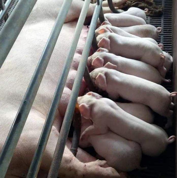 仔猪补硒是几日龄(小猪补硒多少毫升)-硒宝网