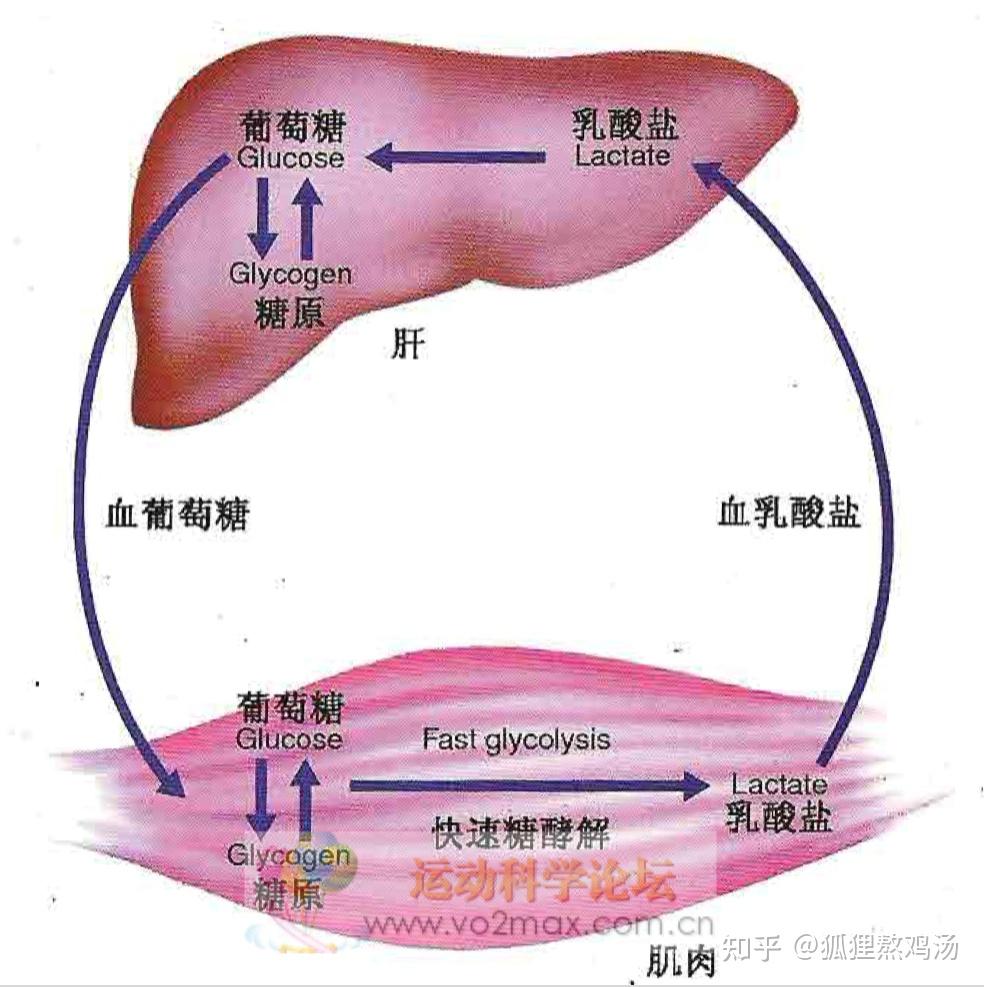 铁锌碘硒铜怎么补（铁锌硒碘氟对人体的影响）-硒宝网