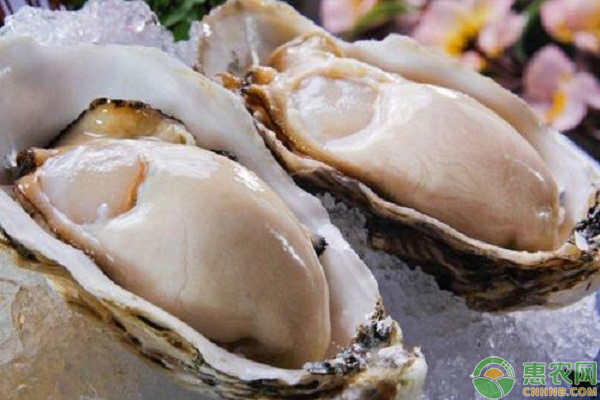 生蚝补什么硒元素(生蚝补什么微量元素)-硒宝网