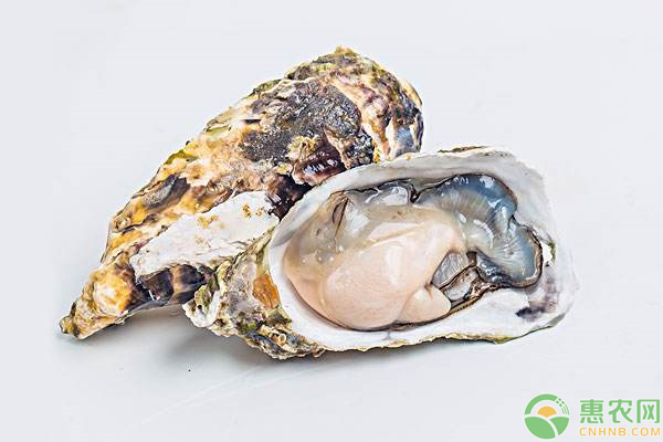 生蚝补什么硒元素(生蚝补什么微量元素)-硒宝网