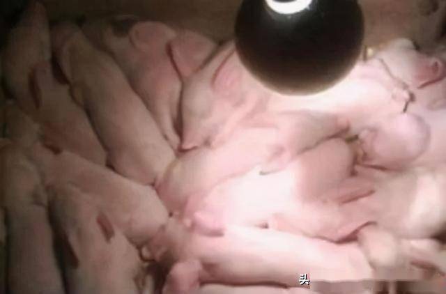 仔猪补硒有啥反应（仔猪补硒的作用）-硒宝网