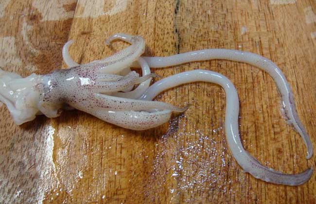 兽药特效钙硒双补（补硒的兽药）-硒宝网