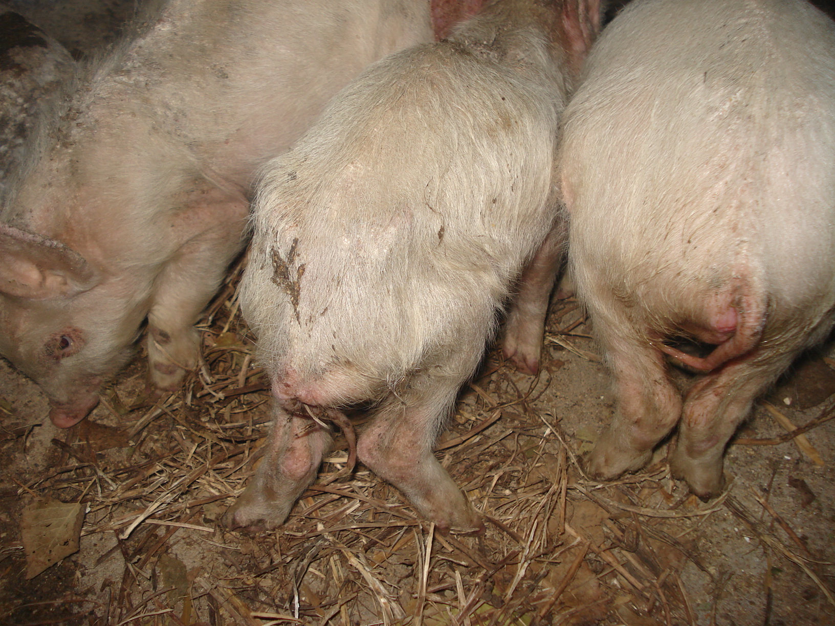 补硒小猪会中毒吗（中毒小猪补硒会拉稀吗）-硒宝网