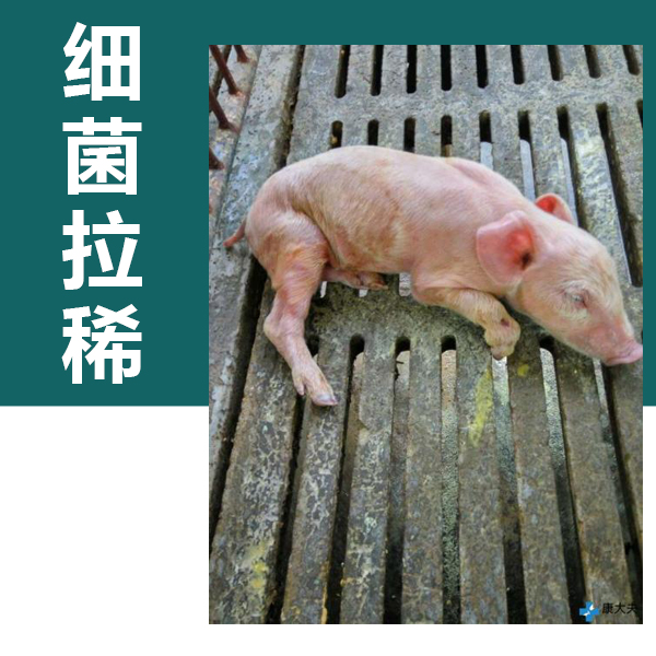 补硒小猪会中毒吗（中毒小猪补硒会拉稀吗）-硒宝网