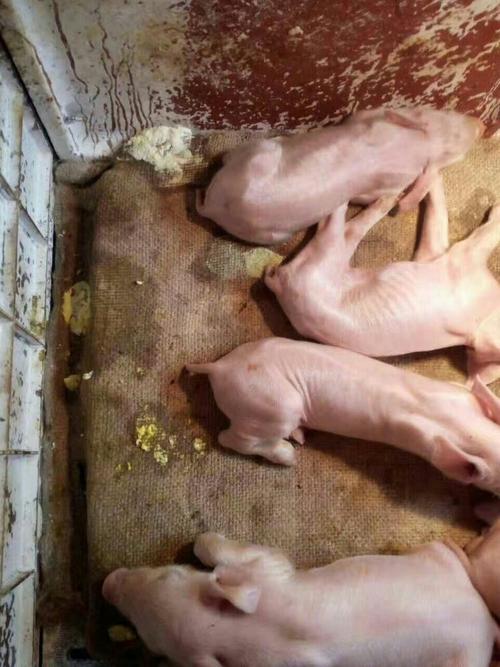 补硒小猪会中毒吗（中毒小猪补硒会拉稀吗）-硒宝网