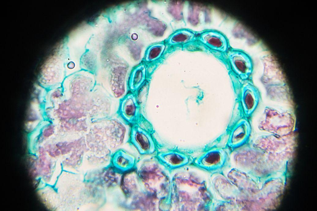 用天天补硒吗女性(女的补硒)-硒宝网