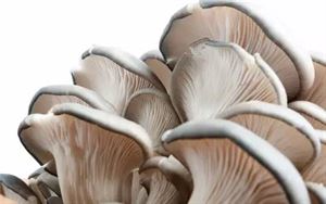 补硒能增强智力吗（硒能增强视力吗）-硒宝网