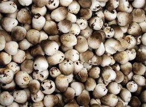 补硒能增强智力吗（硒能增强视力吗）-硒宝网