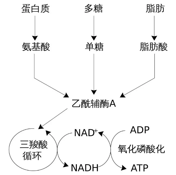 补硒对人体的反应(硒反应症)-硒宝网