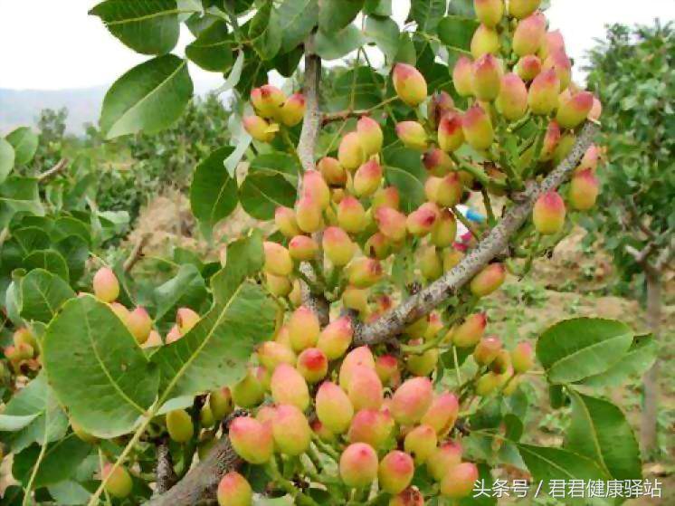 补硒能增加睡眠吗(睡眠能补增加硒元素吗)-硒宝网