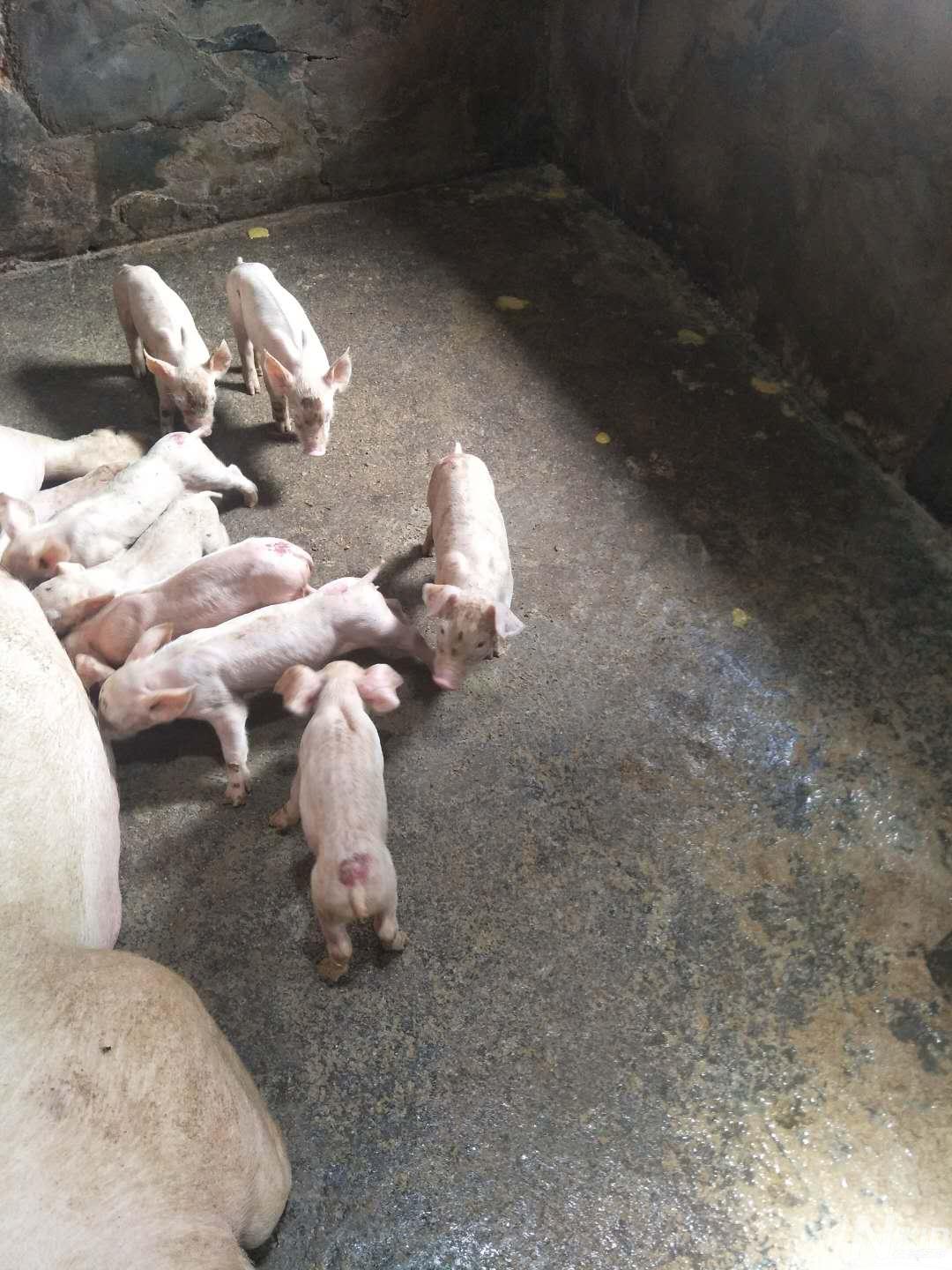 补硒会出现腹泻吗(硒拉肚子)-硒宝网