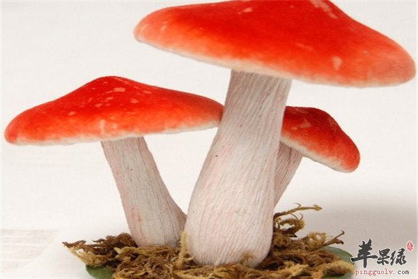 什么汤是补硒元素（补硒的汤）-硒宝网