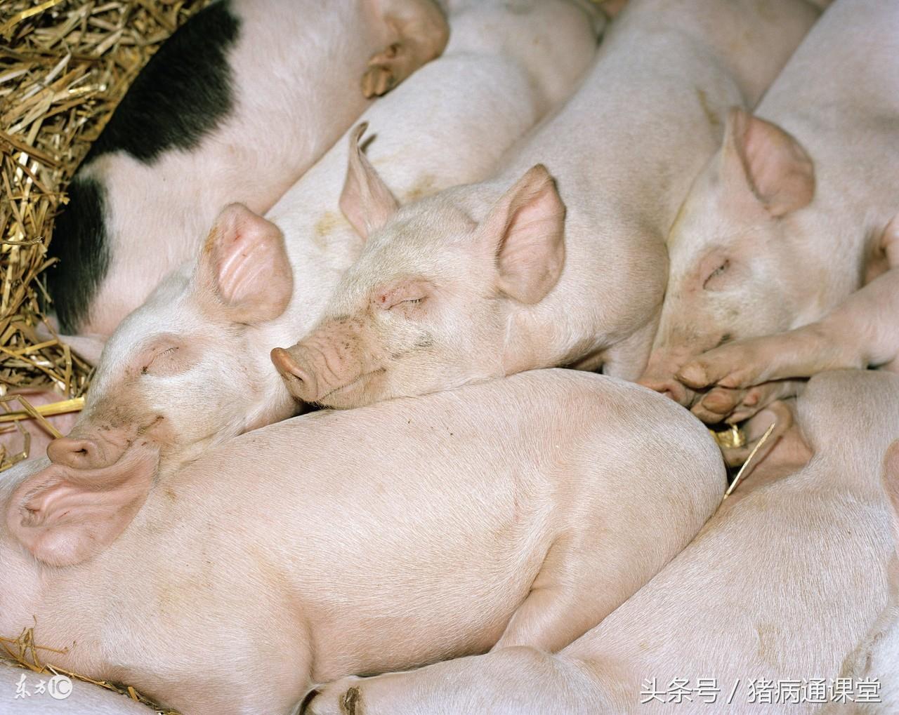 猪的正确补铁补硒（猪补硒有什么好处）-硒宝网