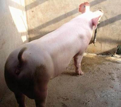 母猪用补铁补硒吗(母猪口服补铁用什么药)-硒宝网