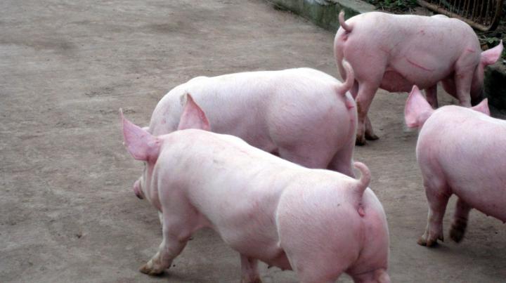 母猪用补铁补硒吗(母猪口服补铁用什么药)-硒宝网