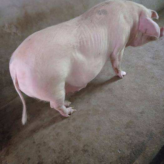 母猪用补铁补硒吗(母猪口服补铁用什么药)-硒宝网