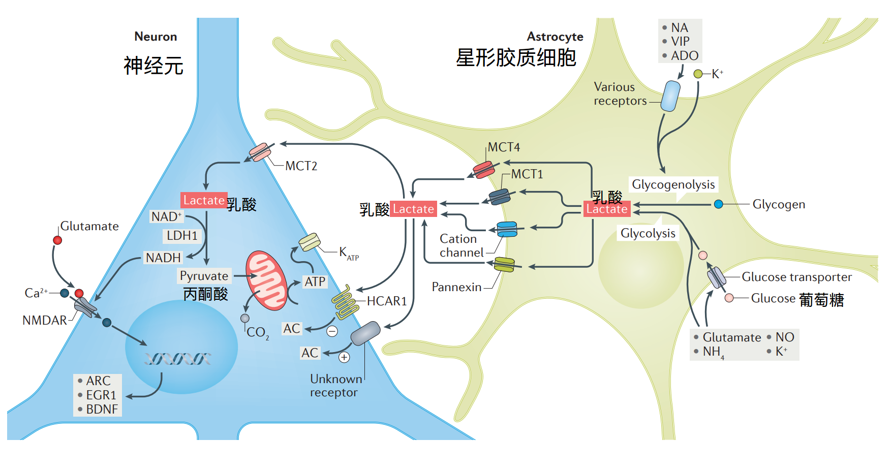 帕金森补硒可以吗（帕金森可以补硒吗）-硒宝网
