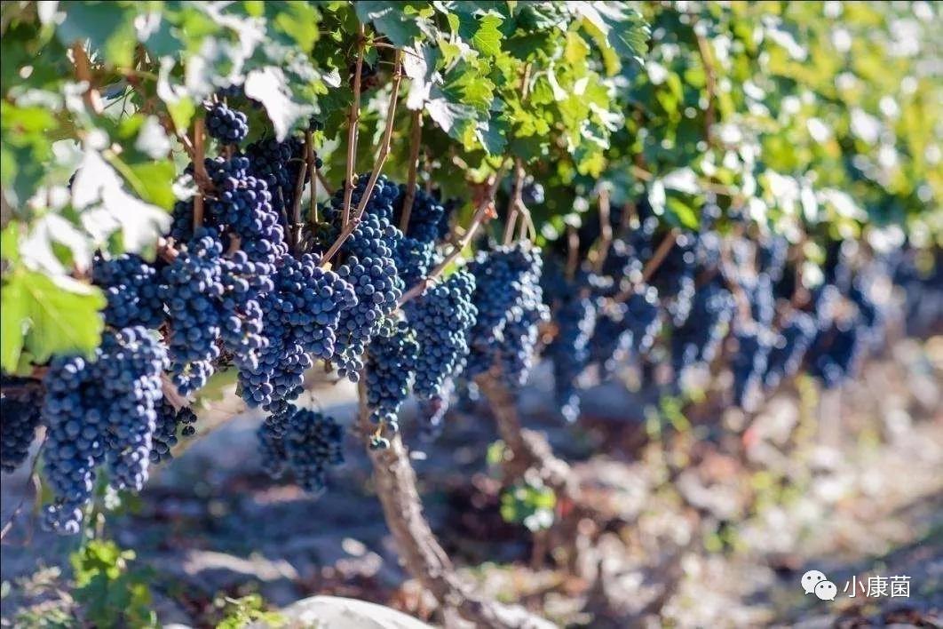 补硒后能吃西瓜吗(西瓜补硒吗)-硒宝网