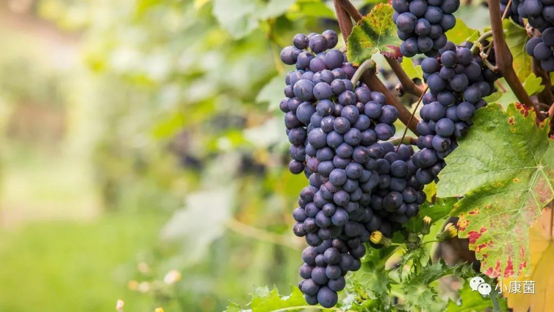 补硒后能吃西瓜吗(西瓜补硒吗)-硒宝网