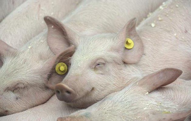 小猪有必要补硒吗（小猪缺硒的症状）-硒宝网