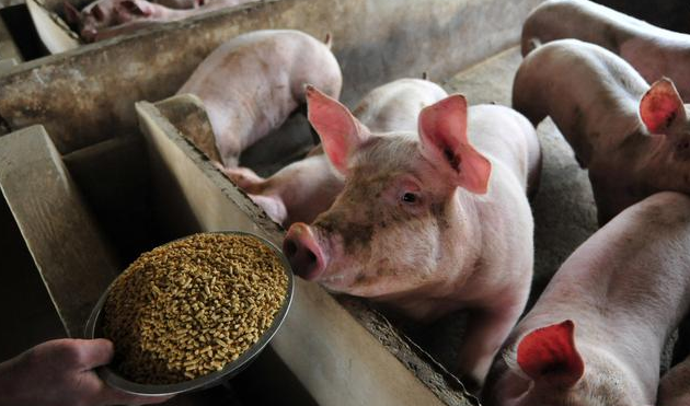 小猪有必要补硒吗（小猪缺硒的症状）-硒宝网