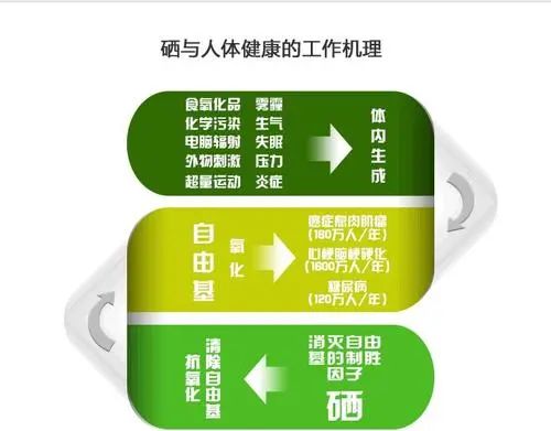 什么食物对补硒好(食补硒什么食物最佳)-硒宝网