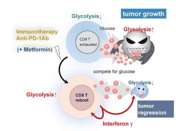 癌病人每日补硒量（癌病人每日补量硒多少毫克）-硒宝网